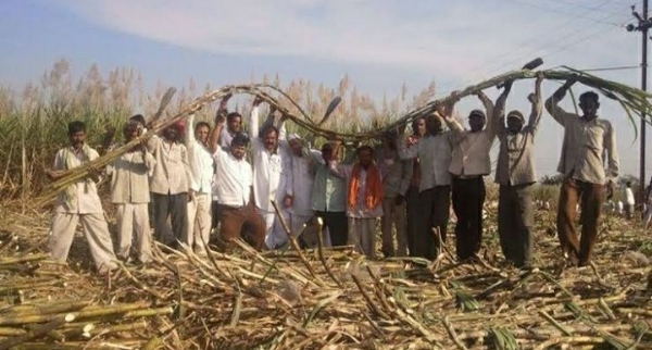 Organic wonder: 19 feet sugarcane, 1000 quintals in 1 acre