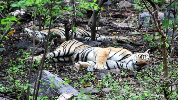 Three tigers, leopard died of avian flu in Nagpur