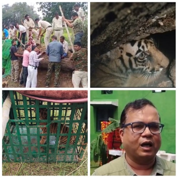 مدھیہ پردیش کے باندھو گڑھ ٹائیگر ریزرو میں شیر کے دو بچوں کو ریسکیو کیا گیا