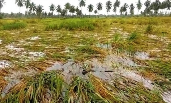 حالیہ بارش سے متحدہ نلگنڈہ ضلع میں فصلوں کو شدید نقصان