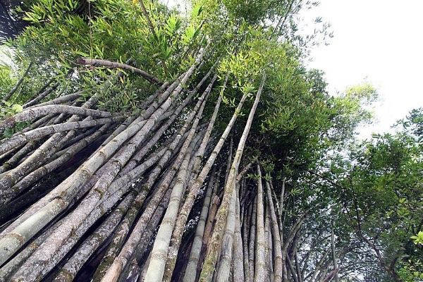 BAMBOO POLICY TO BRING 5 LAKH JOBS