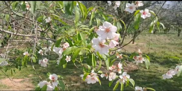 کشمیر کے پھلوں کے درختوں میں غیر موسمی پھول موسمیاتی تبدیلیوں کی وجہ سے ضروری نہیں :ماہرین