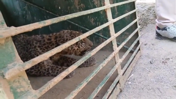 Leopard