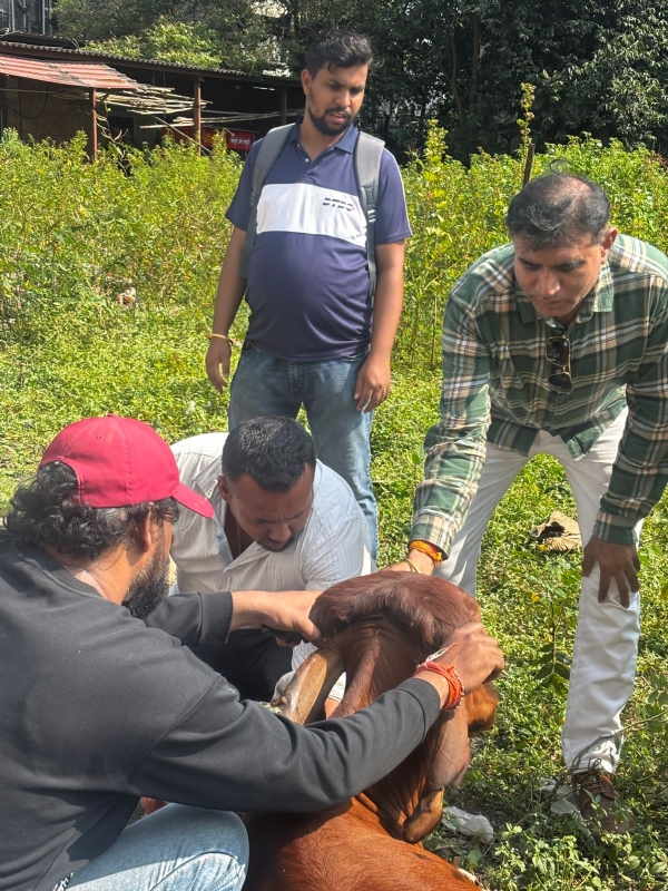 Cow Smuggling Racket Busted in Palghar