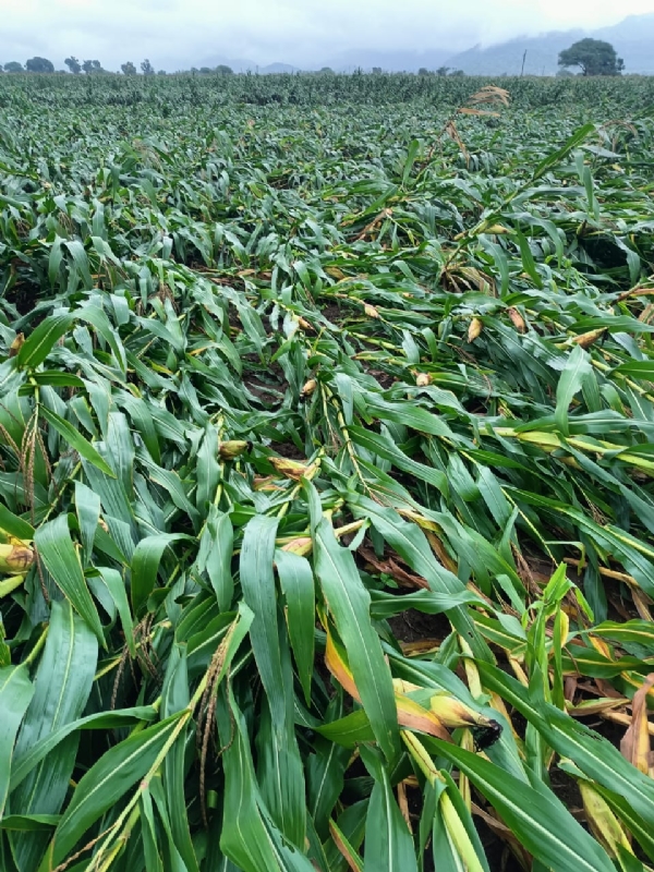 STATE  RELEASES RELIEF FUNDS FOR RAIN-HIT FARMERS