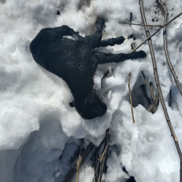 Himachal receives second snowfall of season; 250 sheep die