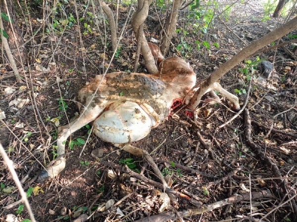 THIRD TIGER ATTACK SPARKS FEAR IN AKOLA THIRD TIGER ATTACK SPARKS FEAR IN AKOLA
