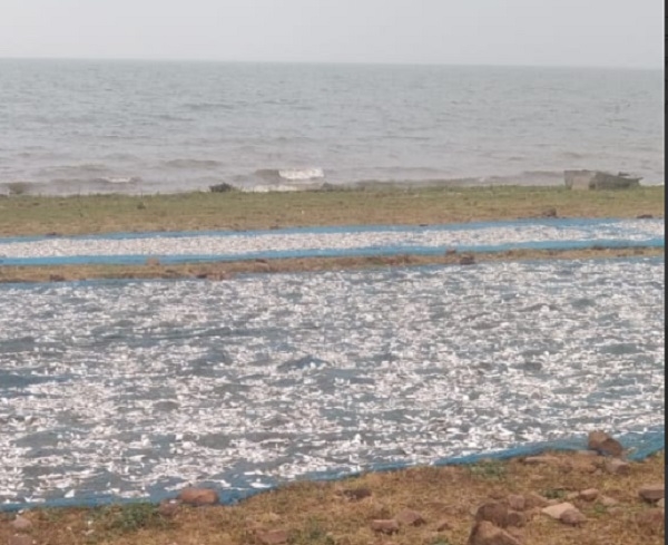 چندیری: محکمہ ماہی پروری نے 12.5 کوئنٹل خشک مچھلی ضبط کی، 15 شکاریوں کے خلاف ایف آئی آر درج