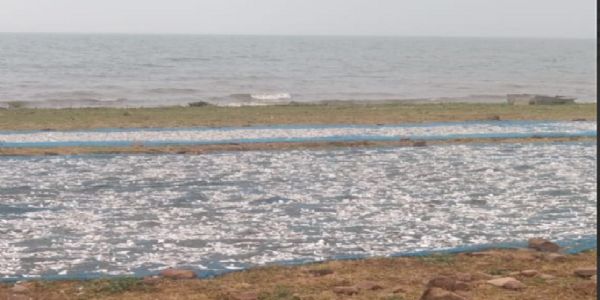 چندیری: محکمہ ماہی پروری نے 12.5 کوئنٹل خشک مچھلی ضبط کی، 15 شکاریوں کے خلاف ایف آئی آر درج