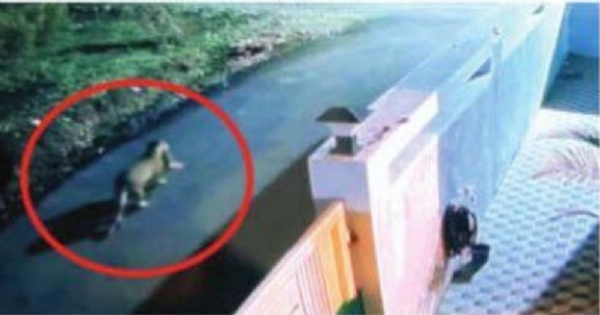 LEOPARD WITH CUBS SEEN REPEATEDLY IN AMRAVATI