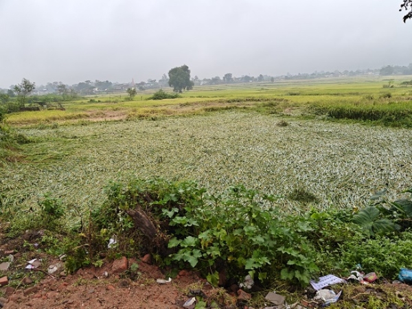 Heavy rain damages crops, shocks farmers