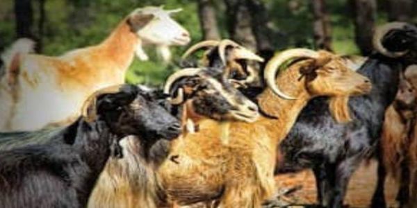 مصنوعی حمل کے ذریعے بکریوں کی نسل کو بہتر بنانے کے لیے پریاگ راج میں 14 مراکز کا قیام