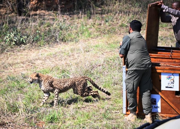 بوتسوانا نے بھارت کو آٹھ چیتے تحفے میں دیے