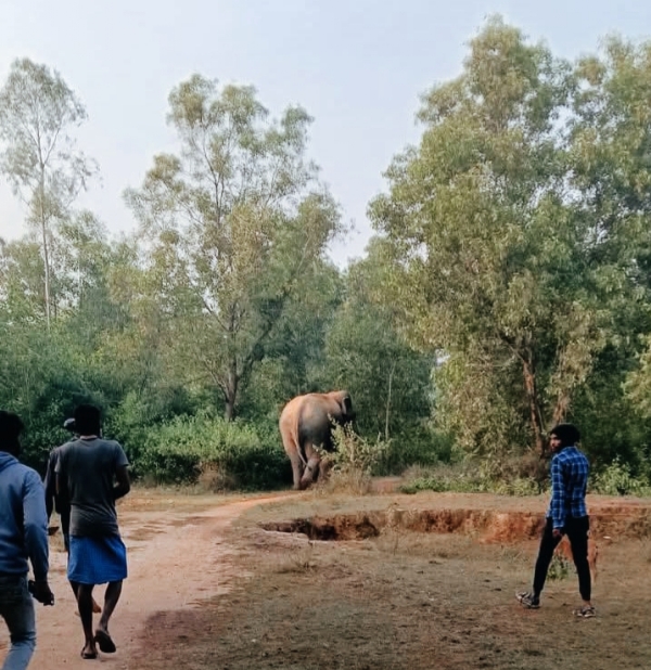 جنگلی ہاتھی کی موجودگی سے مغربی مدنی پور کے کچھ علاقوں میں خوف و ہراس