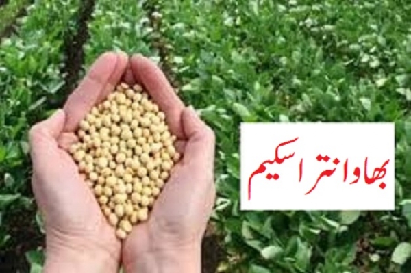 بھاوانتر اسکیم میں مسلسل اضافہ جاری، سویا بین کا ماڈل ریٹ بڑھ کر 4225 روپے ہوا بھاوانتر اسکیم میں مسلسل اضافہ جاری، سویا بین کا ماڈل ریٹ بڑھ کر 4225 روپے ہوا