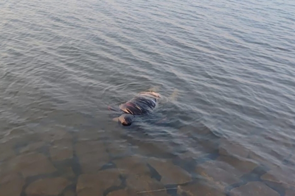 دھروا ڈیم سے جج کے سرکاری ڈرائیور کی لاش برآمد، مہلوکین کی تعداد 4 تک پہنچی دھروا ڈیم سے جج کے سرکاری ڈرائیور کی لاش برآمد، مہلوکین کی تعداد 4 تک پہنچی