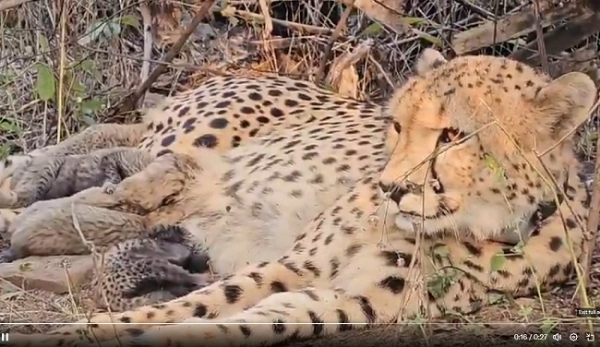 چیتا پروجیکٹ کے لیے تاریخی کامیابی: کُونو میں ہندوستانی نژاد مادہ چیتا موکھی نے پانچ بچوں کو جنم دیا