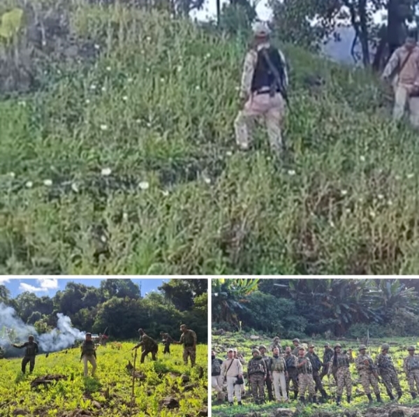 سونگ لونگ، منی پور میں پولیس نے 10 ایکڑ افیون کی کاشت کو تباہ کر دیا