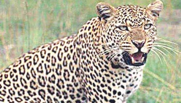 PLAN TO CONTROL LEOPARD MENACE, POSSIBLE SHIFTING PLAN TO CONTROL LEOPARD MENACE, POSSIBLE SHIFTING
