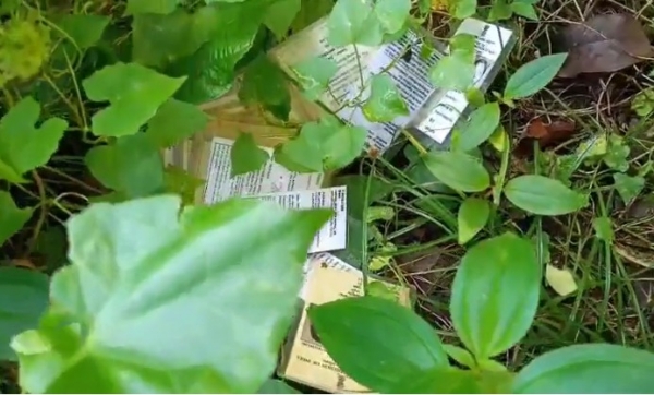 ایس آئی آر کے درمیان میں جنگل میں بڑی تعداد میں ووٹر کارڈ ملے