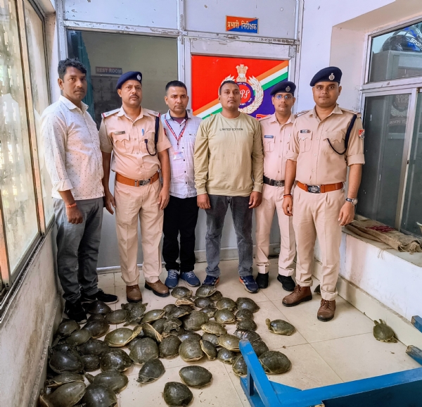 دون ایکسپریس سے 7.8 لاکھ روپے مالیت کے 78 زندہ کچھوے برآمد دون ایکسپریس سے 7.8 لاکھ روپے مالیت کے 78 زندہ کچھوے برآمد