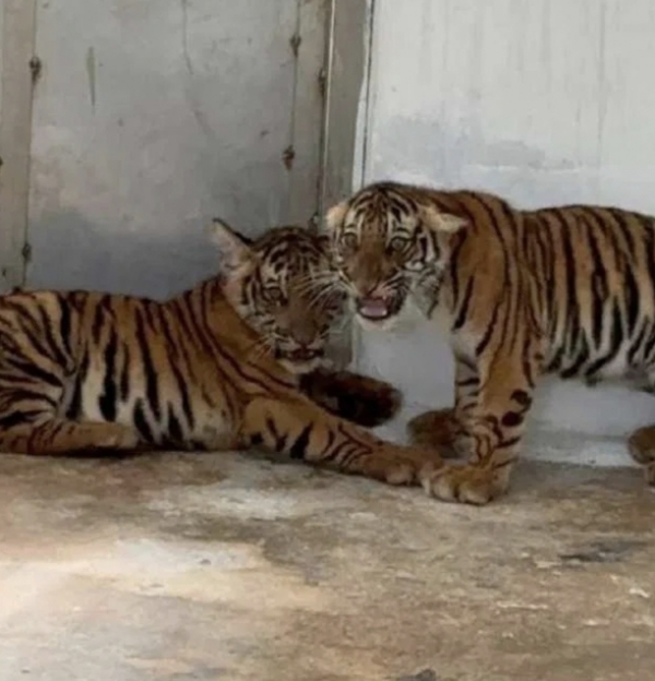 کرناٹک: چار دنوں میں شیر کے چار بچے مرے کرناٹک: چار دنوں میں شیر کے چار بچے مرے