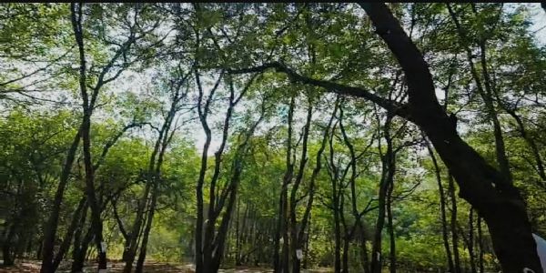 فڑنویس نے تپوون درخت کٹائی کی فائل فوری روک کر جائزہ کا حکم دیا ، ماہر ماحولیات ڈاکٹر پرشانت سنکر کا میمورنڈم مؤثر ثابت