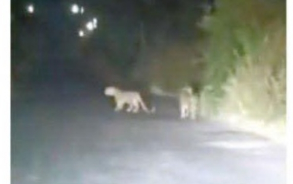 MAHA WILDLIFE LEOPARD ATTACK MEASURES MAHA WILDLIFE LEOPARD ATTACK MEASURES