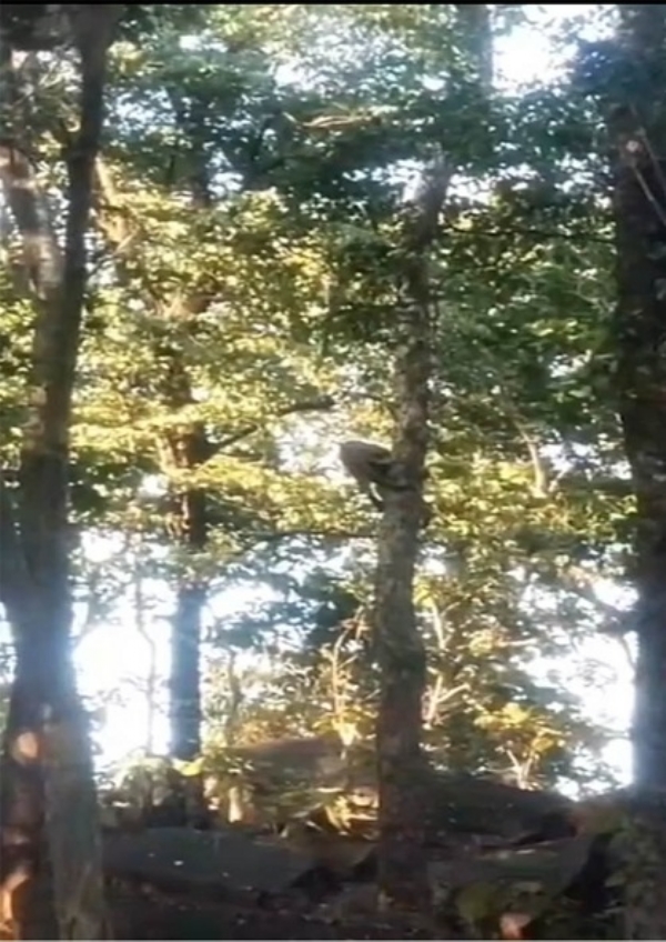 پینچ بفر زون میں سنسنی خیز نظارہ، ڈال پر پھنسا تیندوا اور نیچے منڈلاتے جنگلی کتے پینچ بفر زون میں سنسنی خیز نظارہ، ڈال پر پھنسا تیندوا اور نیچے منڈلاتے جنگلی کتے