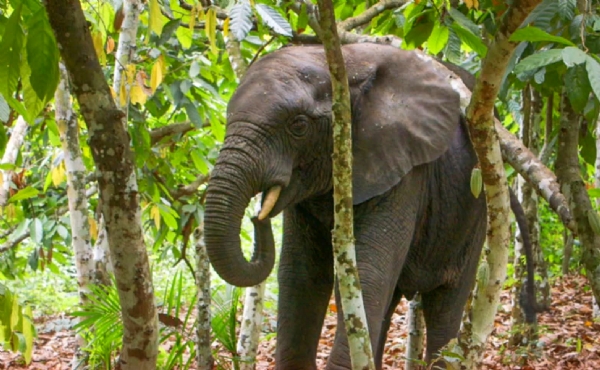 درجن بھر ہاتھیوں کا ایک غول کھجرا میں داخل، گاؤں خالی کرایا گیا، لوگوں میں خوف و ہراس درجن بھر ہاتھیوں کا ایک غول کھجرا میں داخل، گاؤں خالی کرایا گیا، لوگوں میں خوف و ہراس