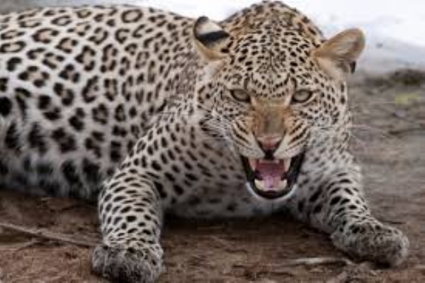WILDLIFE MAHA LEOPARD ATTACK