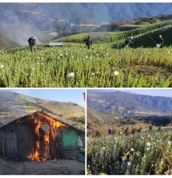 Destroy 119 Acres of Poppy Pla