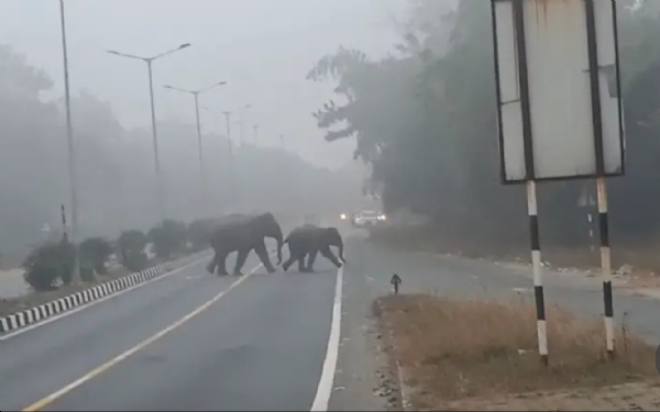 JH-Elephants-reached-NH-33