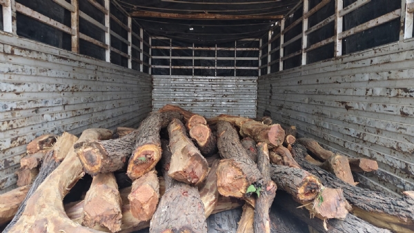 نوادہ کے بوڑھیا ساکھ جنگل سے لاکھوں کی کھیر لکڑی ضبط، پانچ گرفتار