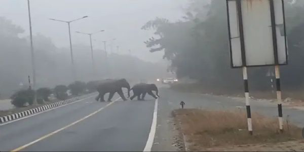 جنگل سے نکل کراین ایچ-33 پرپہنچے ہاتھی،گاڑیوں کی آمدورفت رکی