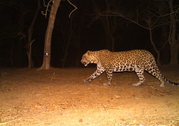 MAHA ENVIRONMENT ENVIRONMENTALIST Urges CM