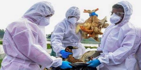 کیرالہ کے الاپوژا میں برڈ فلو کی تصدیق، 20 ہزار سے زیادہ بطخیں ہلاک