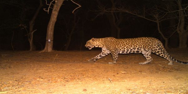 انسان اور تیندووں کے درمیان تصادم کی اصل وجہ جنگلات کی تباہی: ڈاکٹر پرشانت سنکر