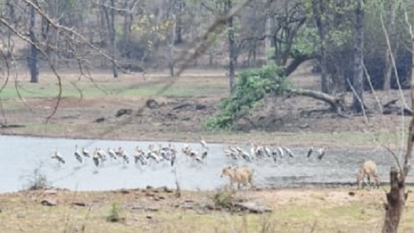 یورپ افریقہ سے مدھیہ پردیش کے نورادیہی ٹائیگر ریزرو پہنچے مہاجر پرندے