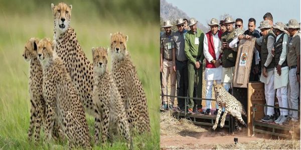 اختتامی سال 2025: مدھیہ پردیش میں چیتے کی واپسی نے جنگلی حیات کے تحفظ کی نئی کہانی لکھی