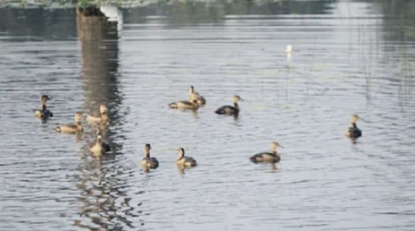 یورپ افریقہ سے مدھیہ پردیش کے نورادیہی ٹائیگر ریزرو پہنچے مہاجر پرندے