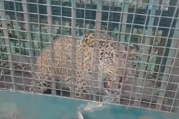 علاقے میں دہشت بنا چیتا پنجرے میں قید علاقے میں دہشت بنا چیتا پنجرے میں قید