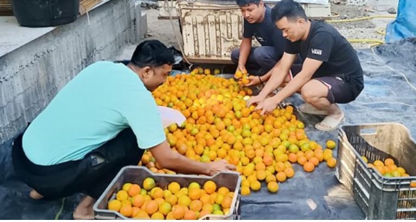 Darjeeling famous oranges available in Kolkata, sales at Sufal Bangla stalls