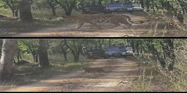 مدھیہ پردیش کے پینچ ٹائیگر ریزرو میں خوشخبری، شیرنی جگنی نے 5 بچوں کو دیا جنم