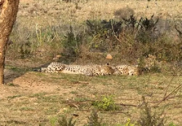 سڑک پر نکلے چیتے کی موت