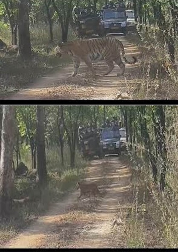 مدھیہ پردیش کے پینچ ٹائیگر ریزرو میں خوشخبری، شیرنی جگنی نے 5 بچوں کو دیا جنم مدھیہ پردیش کے پینچ ٹائیگر ریزرو میں خوشخبری، شیرنی جگنی نے 5 بچوں کو دیا جنم