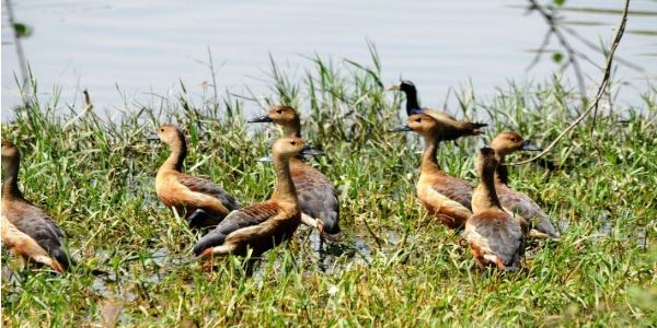 اتر پردیش کے رامسر سائٹس سردیوں میں نقل مکانی کرنے والے پرندوں سے ہوا گلزار۔