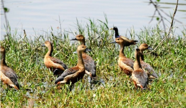 سائٹس سائٹس