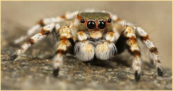 اسپائیڈر اسپائیڈر