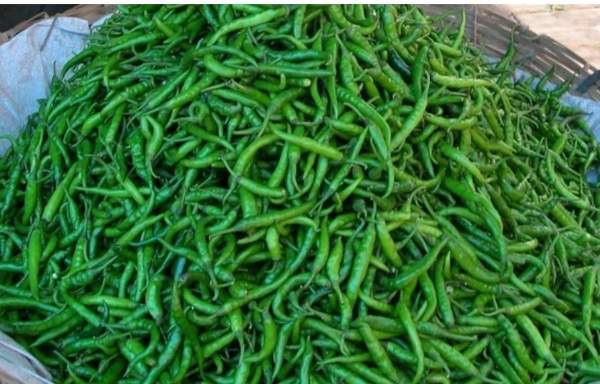 Green chili prices soar in Mumbai due to heatwave